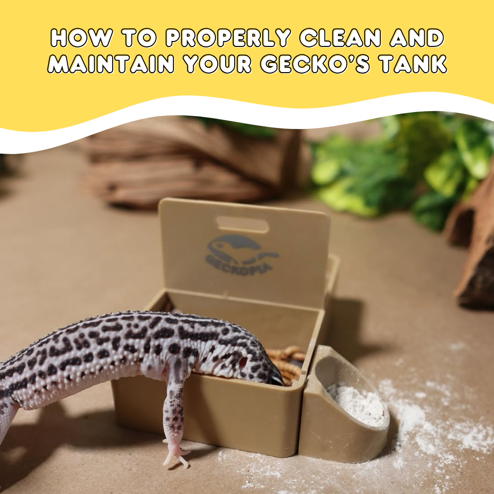 How Do You Clean a Leopard Gecko Tank