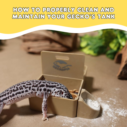 How Do You Clean a Leopard Gecko Tank