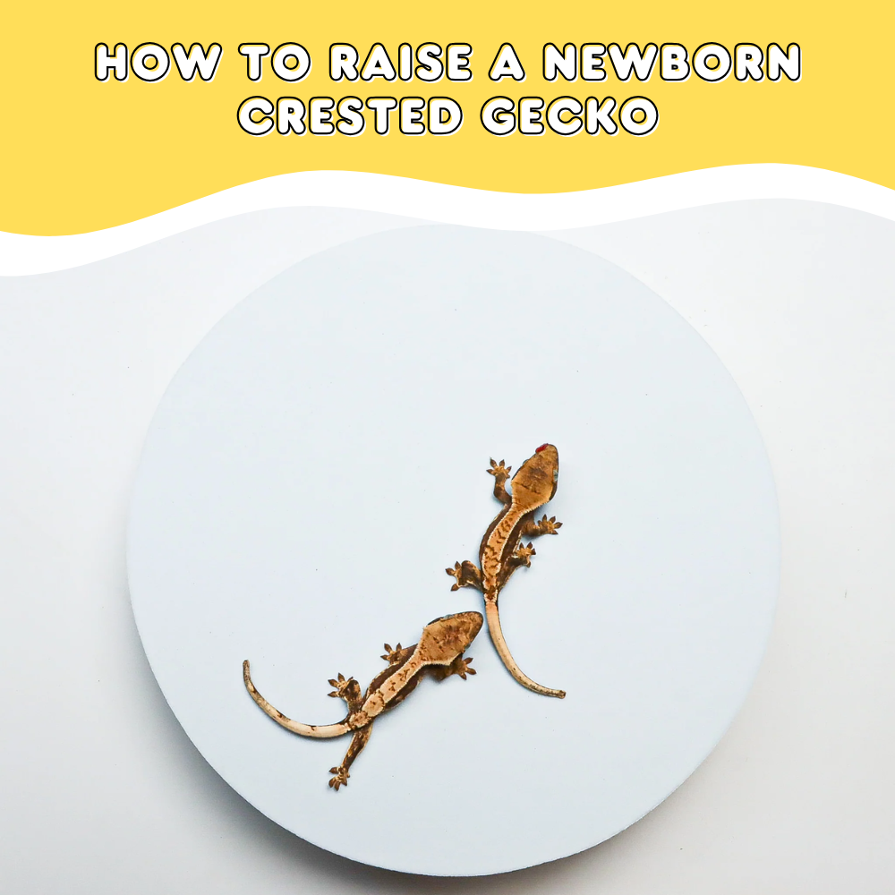 How to Raise a Newborn Crested Gecko