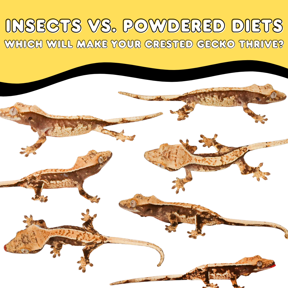 Insects vs. Powdered Diets: Which Will Make Your Crested Gecko Thrive?