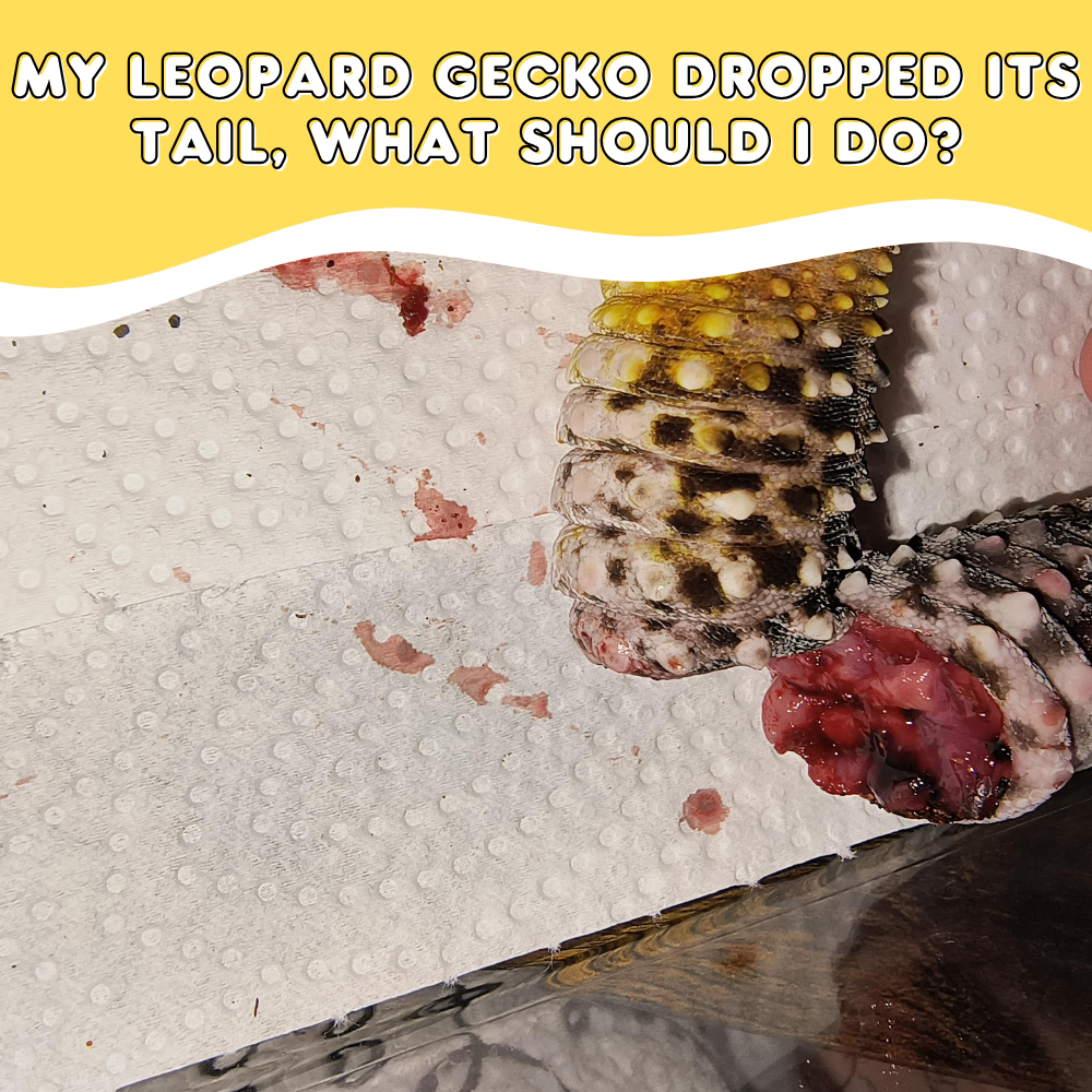 My Leopard Gecko Dropped Its Tail, What Should I Do?