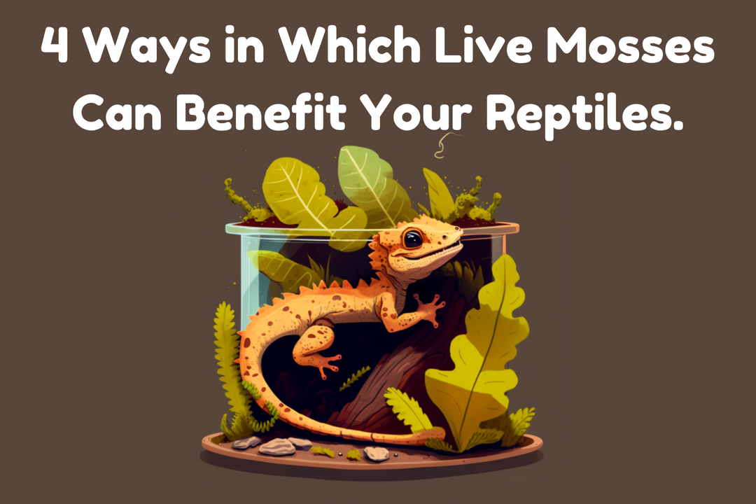 Reasons How Your Reptile Benefits from Live Mosses. 