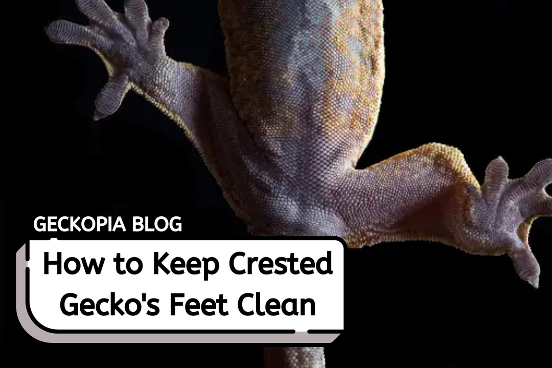 How to Keep Crested Gecko's Feet Healthy and Clean