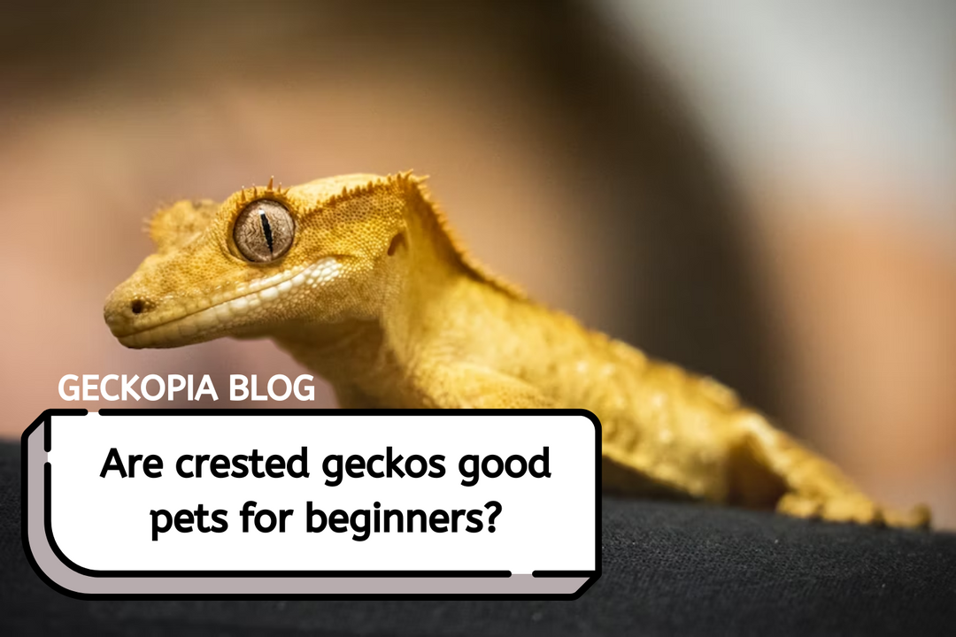 Are Crested Geckos Good Pets for Beginners?