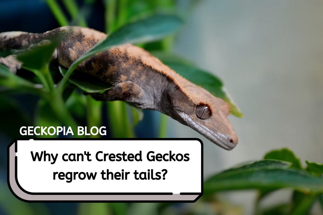 Why do crested geckos don't have the ability to regrow their tails?