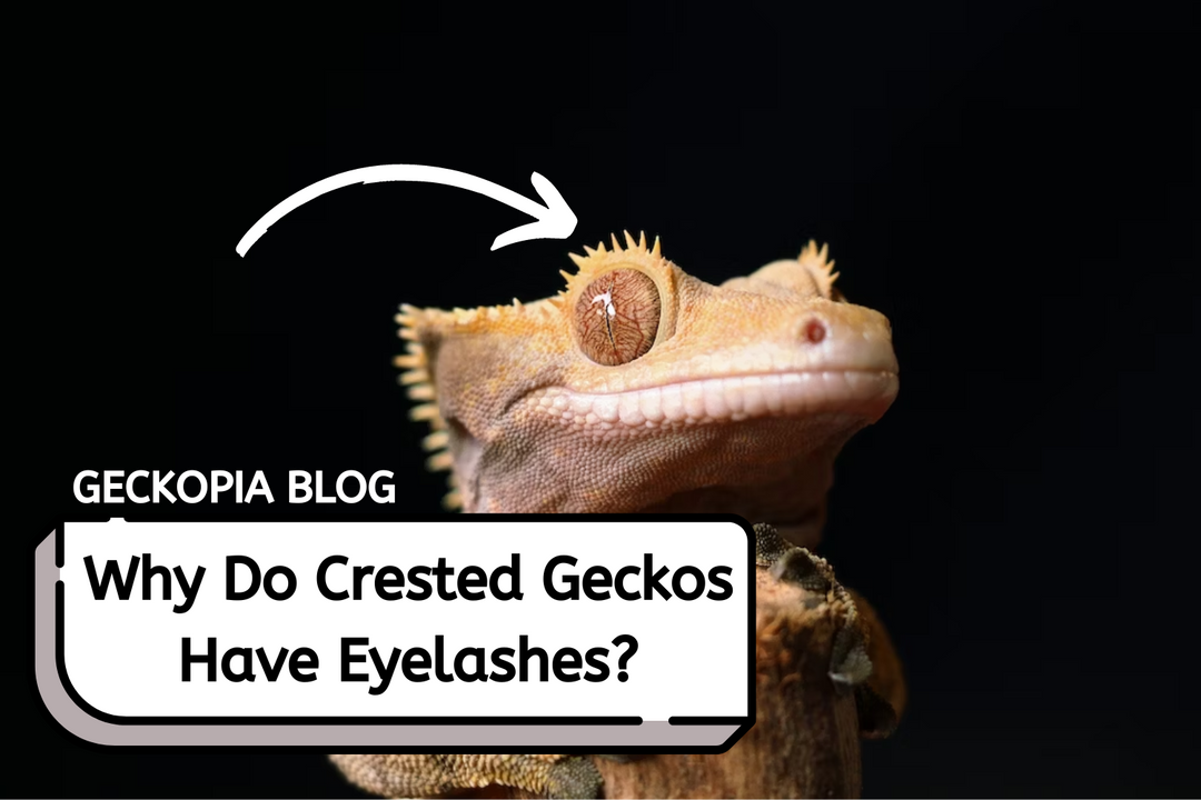Why Do Crested Geckos Have Eyelashes?