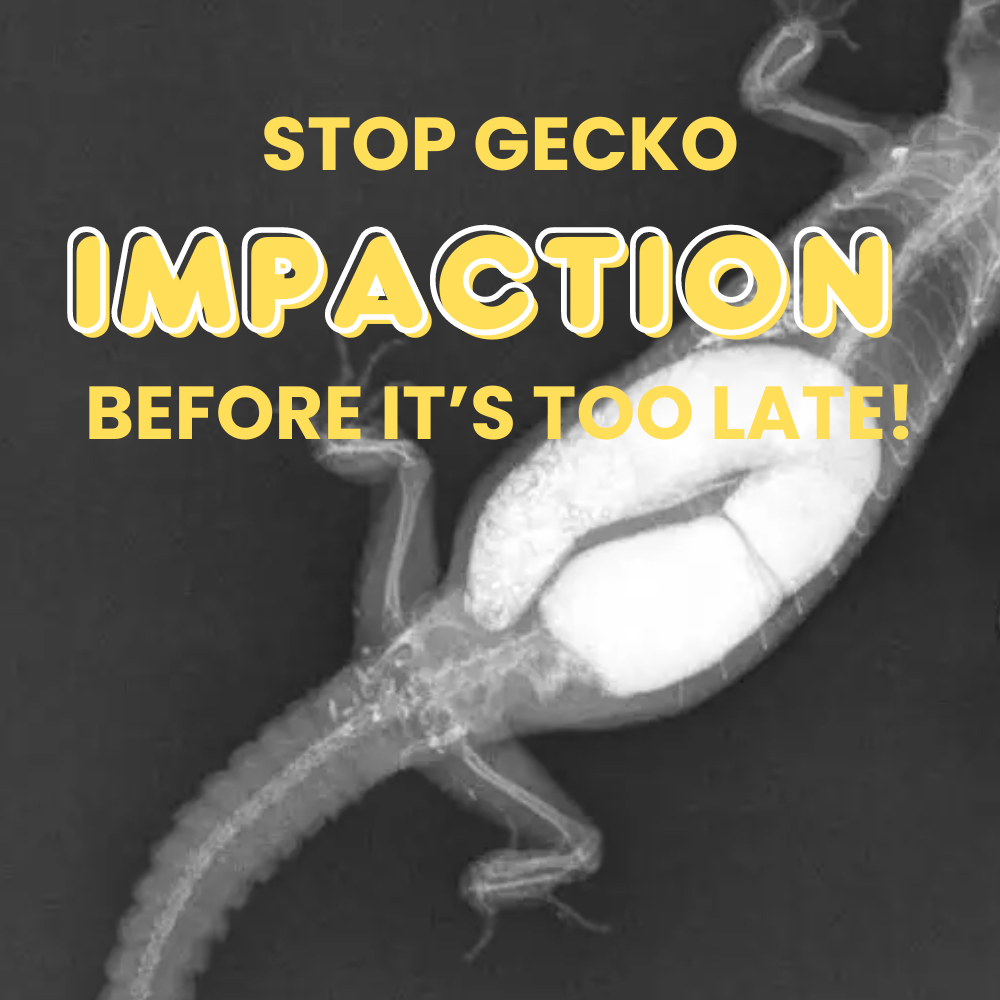 Stop Gecko Impaction Before It’s Too Late!