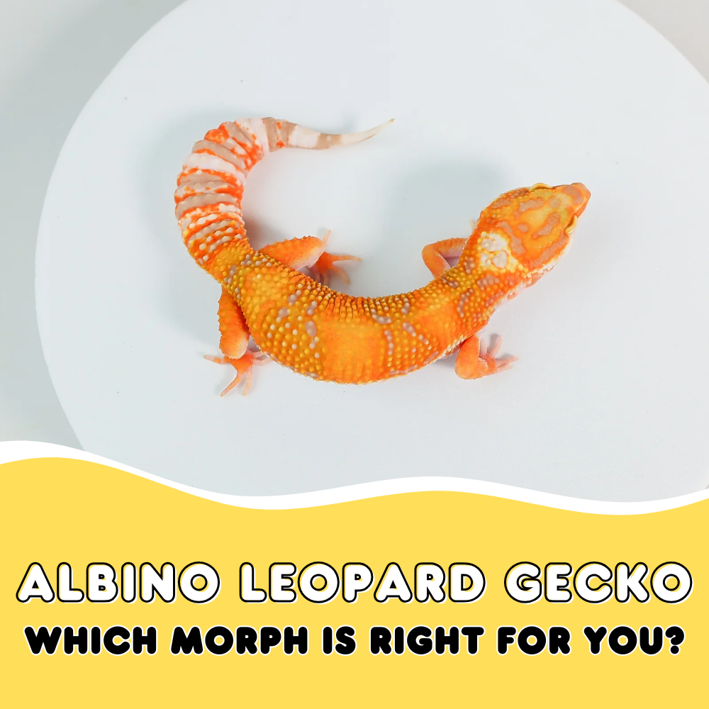 Albino Leopard Gecko: Which Morph is Right for You?