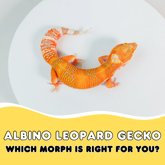 Albino Leopard Gecko: Which Morph is Right for You?