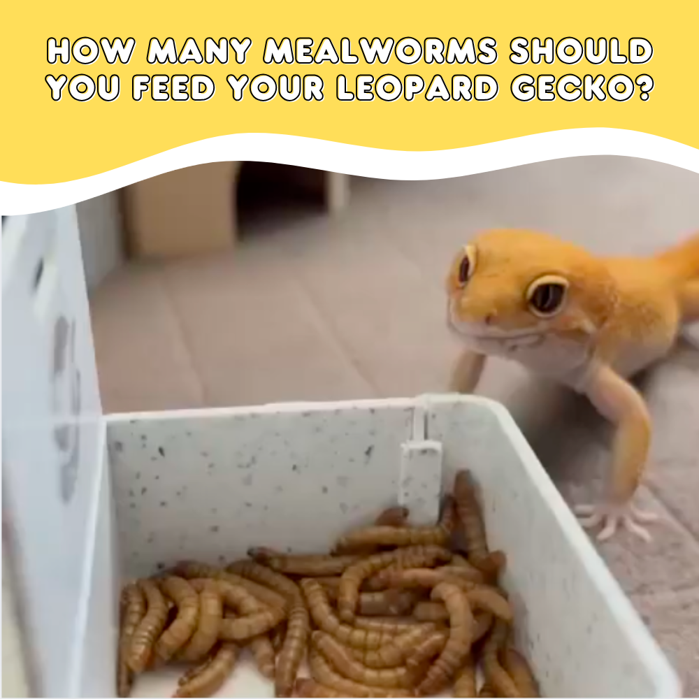 How Many Mealworms Should You Feed Your Leopard Gecko?