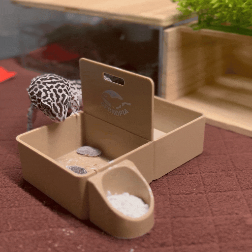 Why Your Healthy Female Leopard Gecko Suddenly Stopped Eating