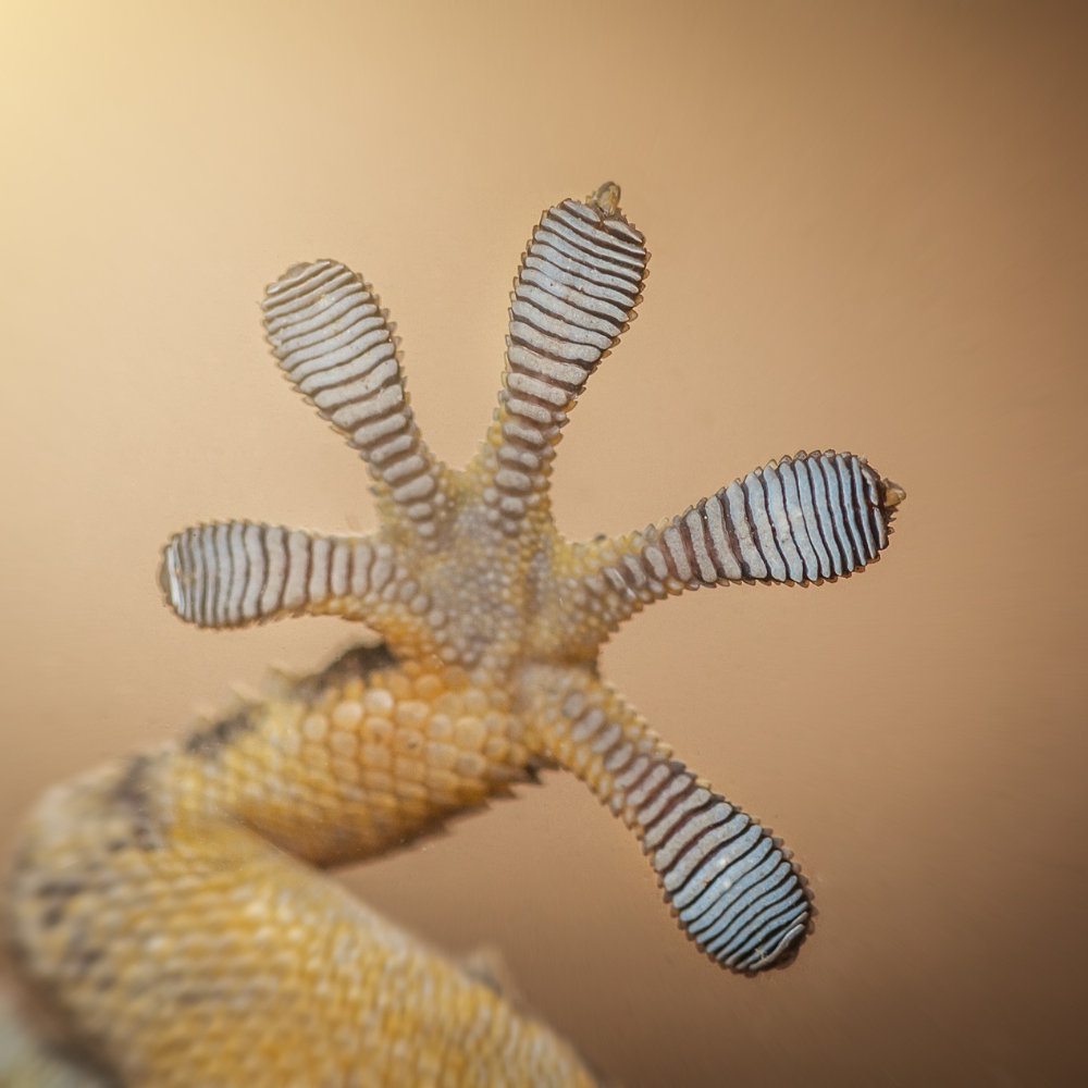 Crested Gecko: The Gravity-Defying Lizard with Velcro-Toe Superpowers