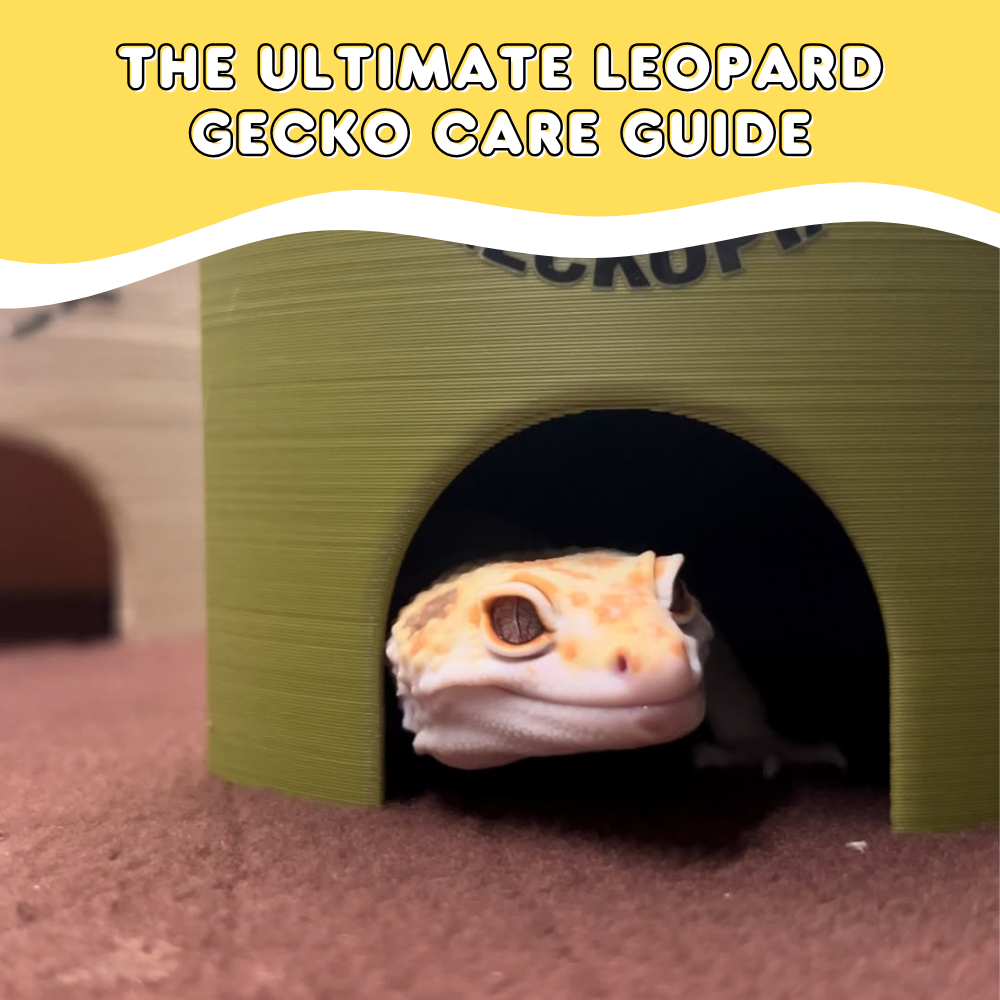 The Ultimate Leopard Gecko Care Guide