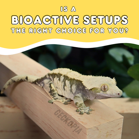 Is a Bioactive Setup the Right Choice for You?