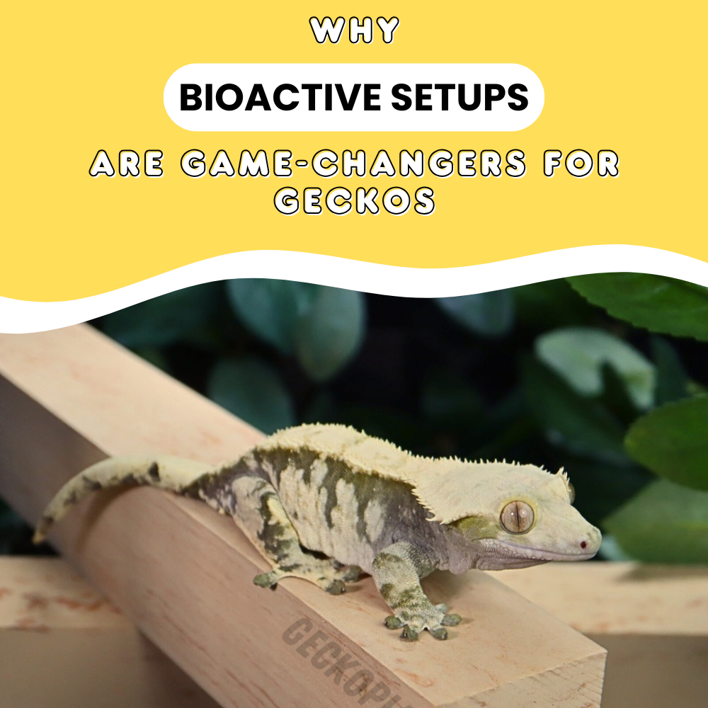 Why Bioactive Setups Are Game-Changers for Geckos