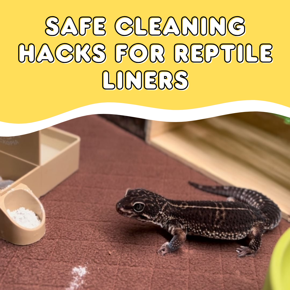 Safe Cleaning Hacks for Reptile Liners