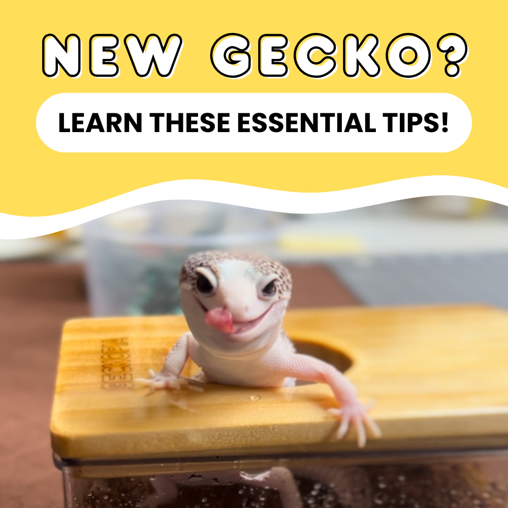 New Gecko? Learn These Essential Tips!