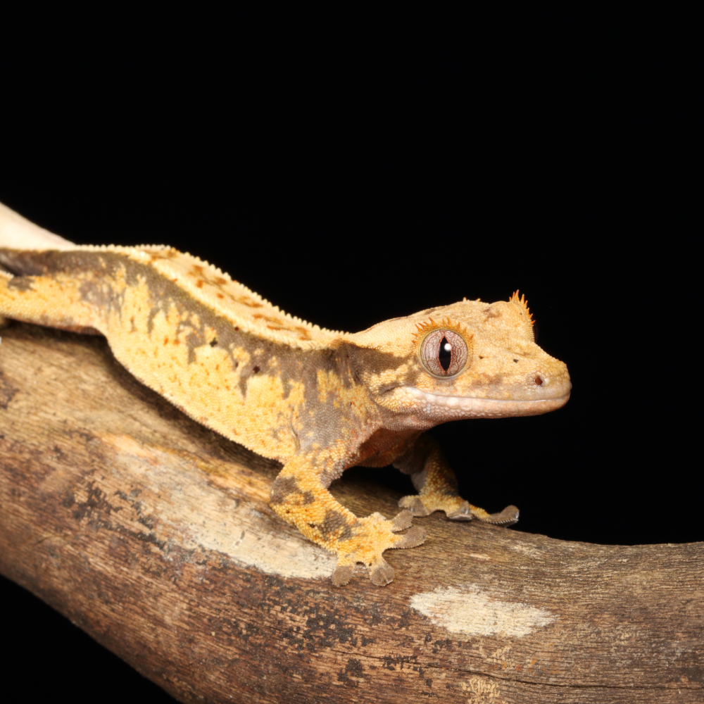 Crested Gecko Care Guide