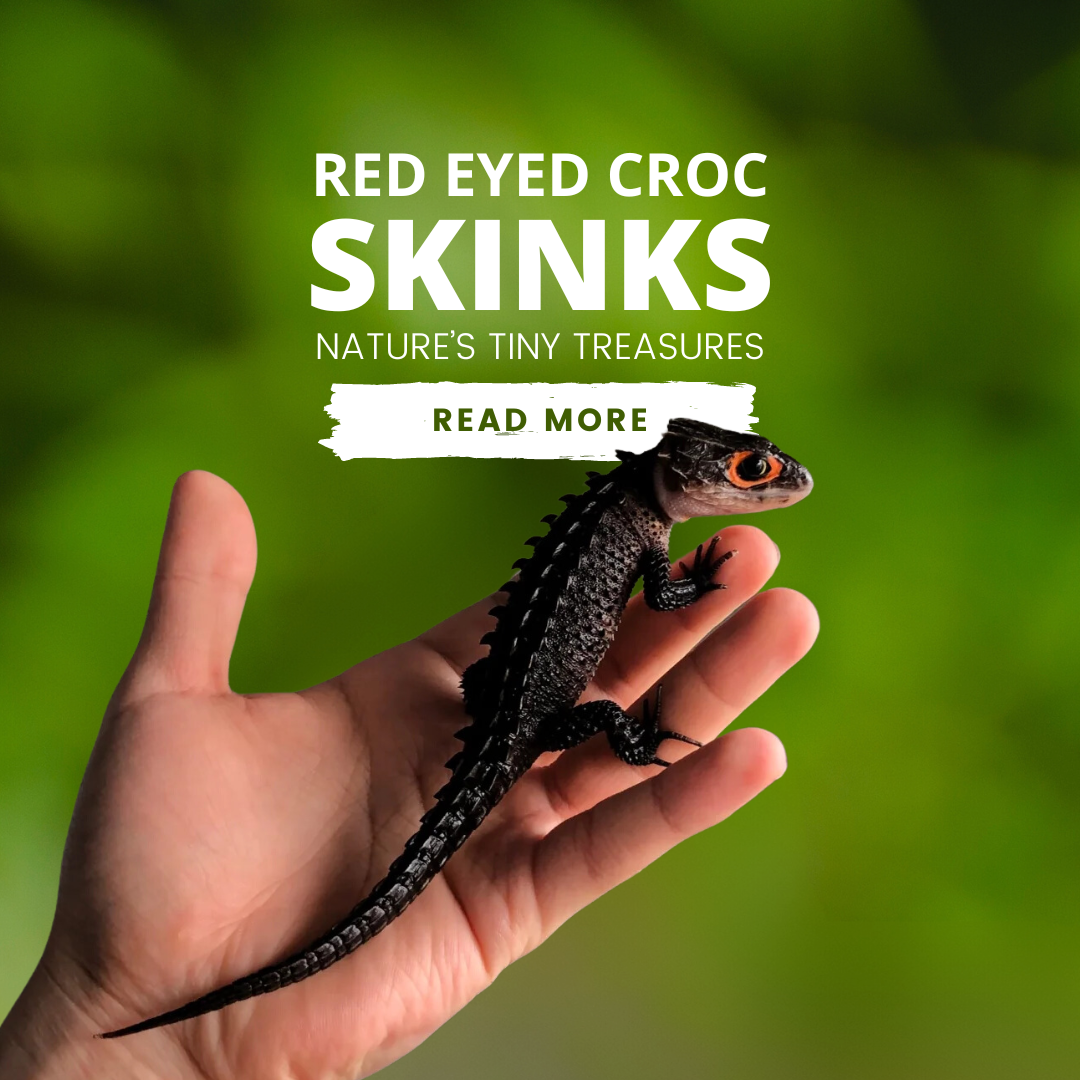 Red-Eyed Crocodile Skinks: Nature's Tiny Treasures