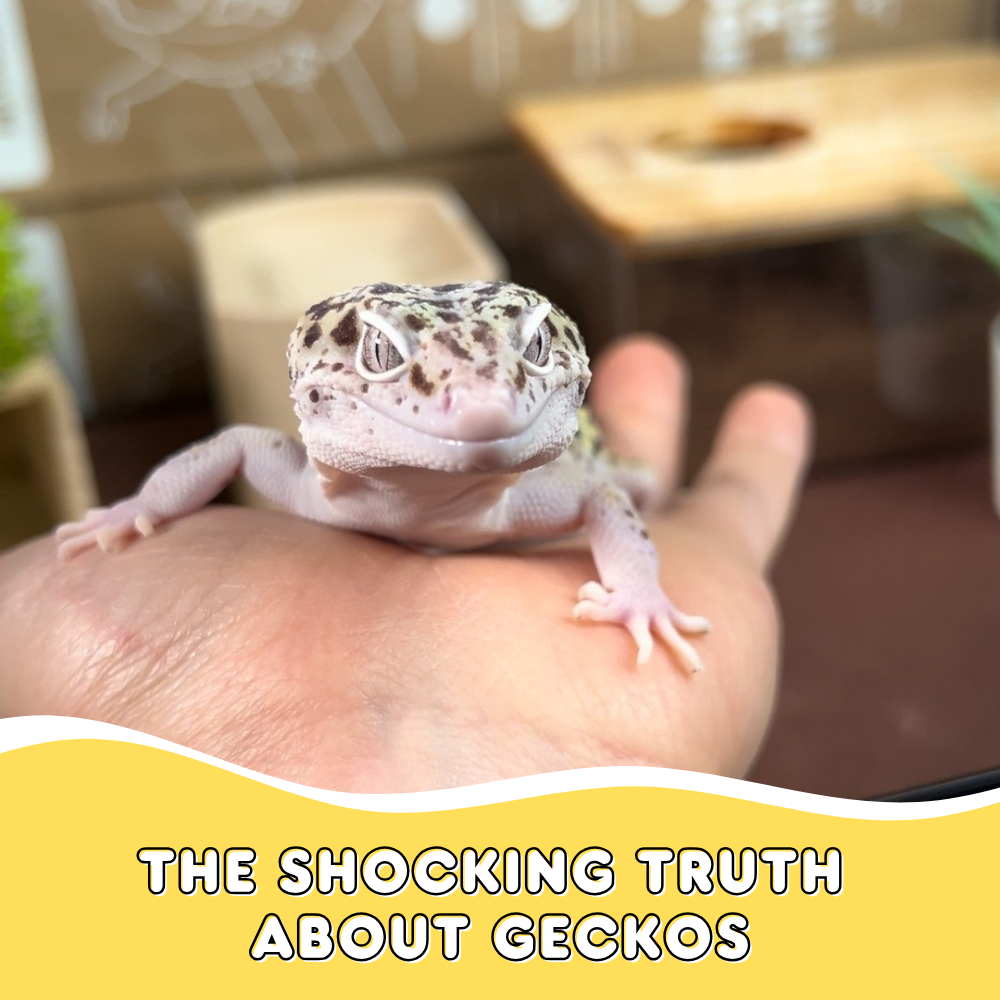 The Shocking Truth About Geckos