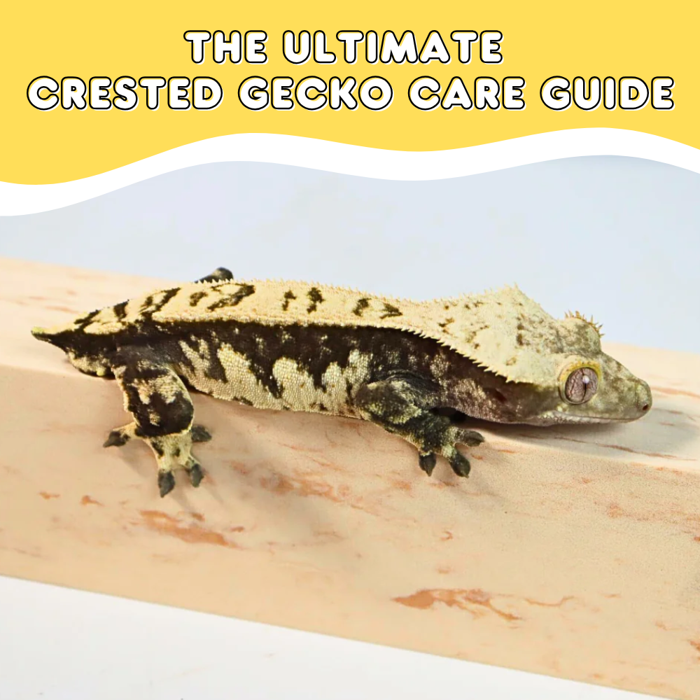 The Ultimate Crested Gecko Care Guide