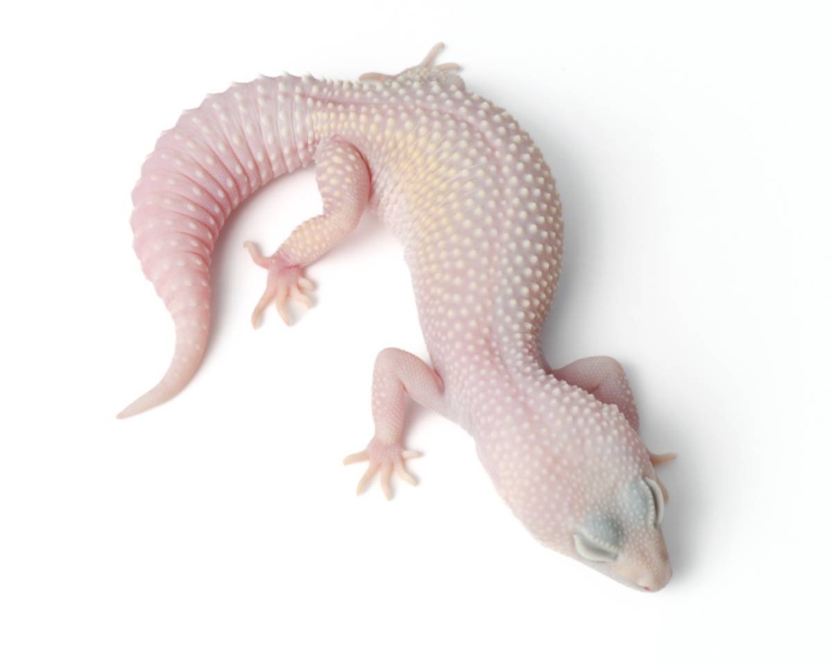 Why These 5 Leopard Gecko Morphs Are So Popular