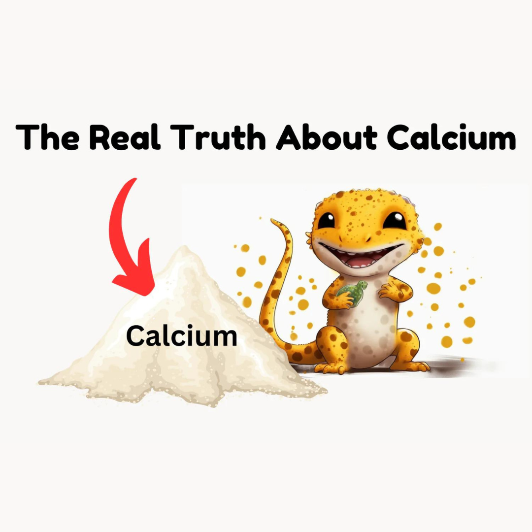 Why Calcium Supplements Are So Important for Leopard Geckos?