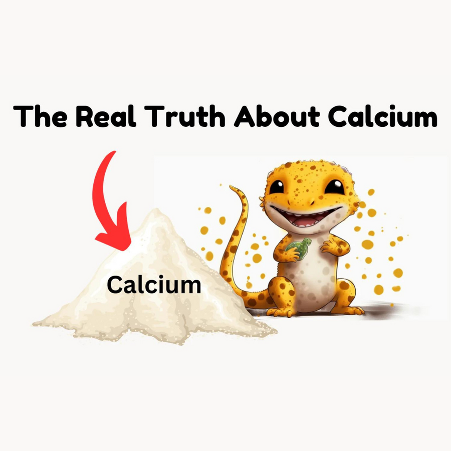 View of How Do I Give My Leopard Gecko Calcium for Strong Bones and Optimal Health