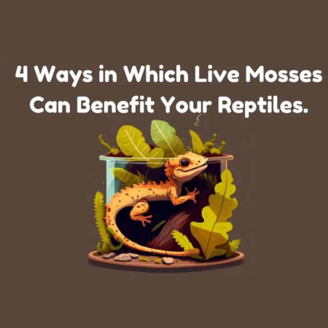 4 Ways in Which Live Mosses Can Benefit Your Reptile