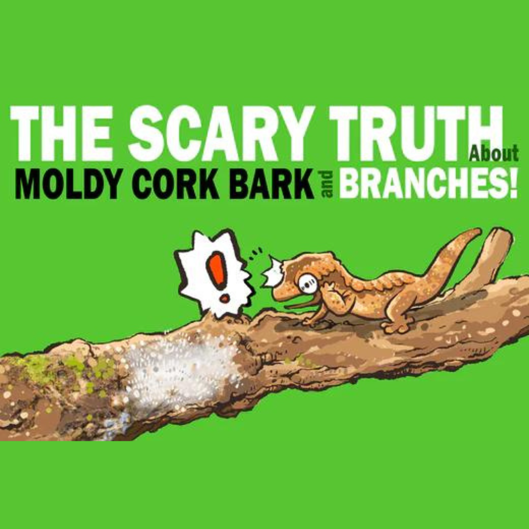 Mold on Cork Bark and Branches: A Threat to Your Gecko's Health