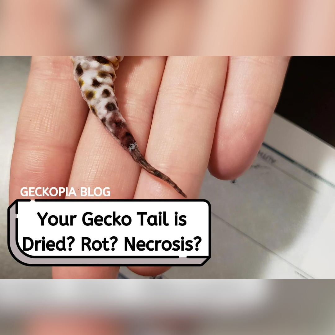 Your Leopard Gecko Tail is Dried? Rot? Necrosis?
