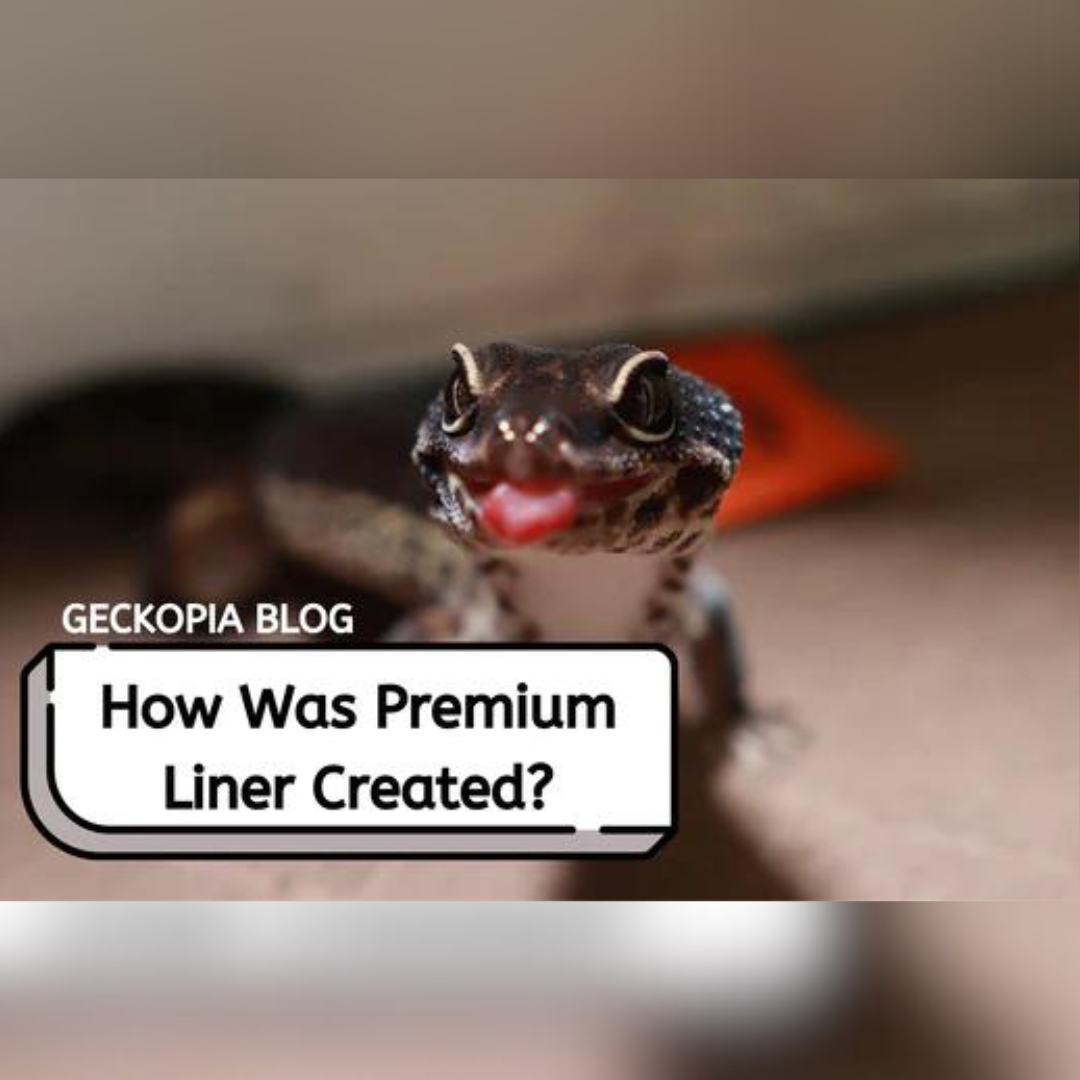 How Was Geckopia Premium Reptile Liner Created