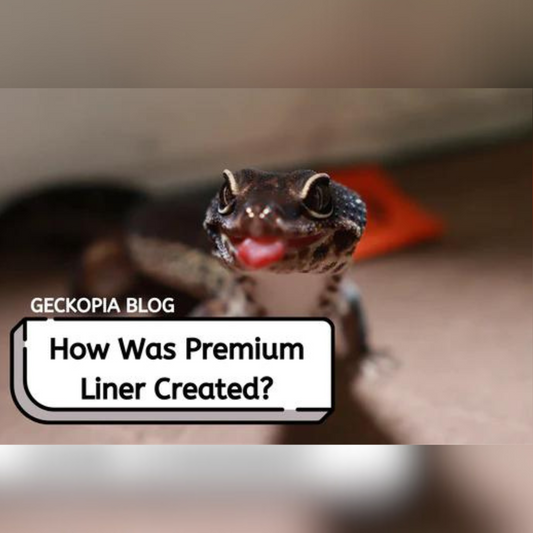 How Was Geckopia Premium Reptile Liner Created