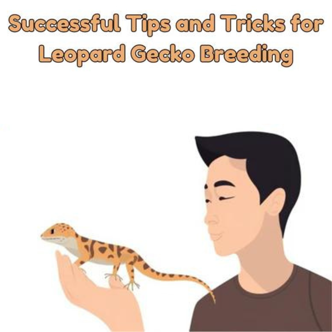 How to Breed Leopard Geckos Like a Pro: Tips and Tricks for Success!