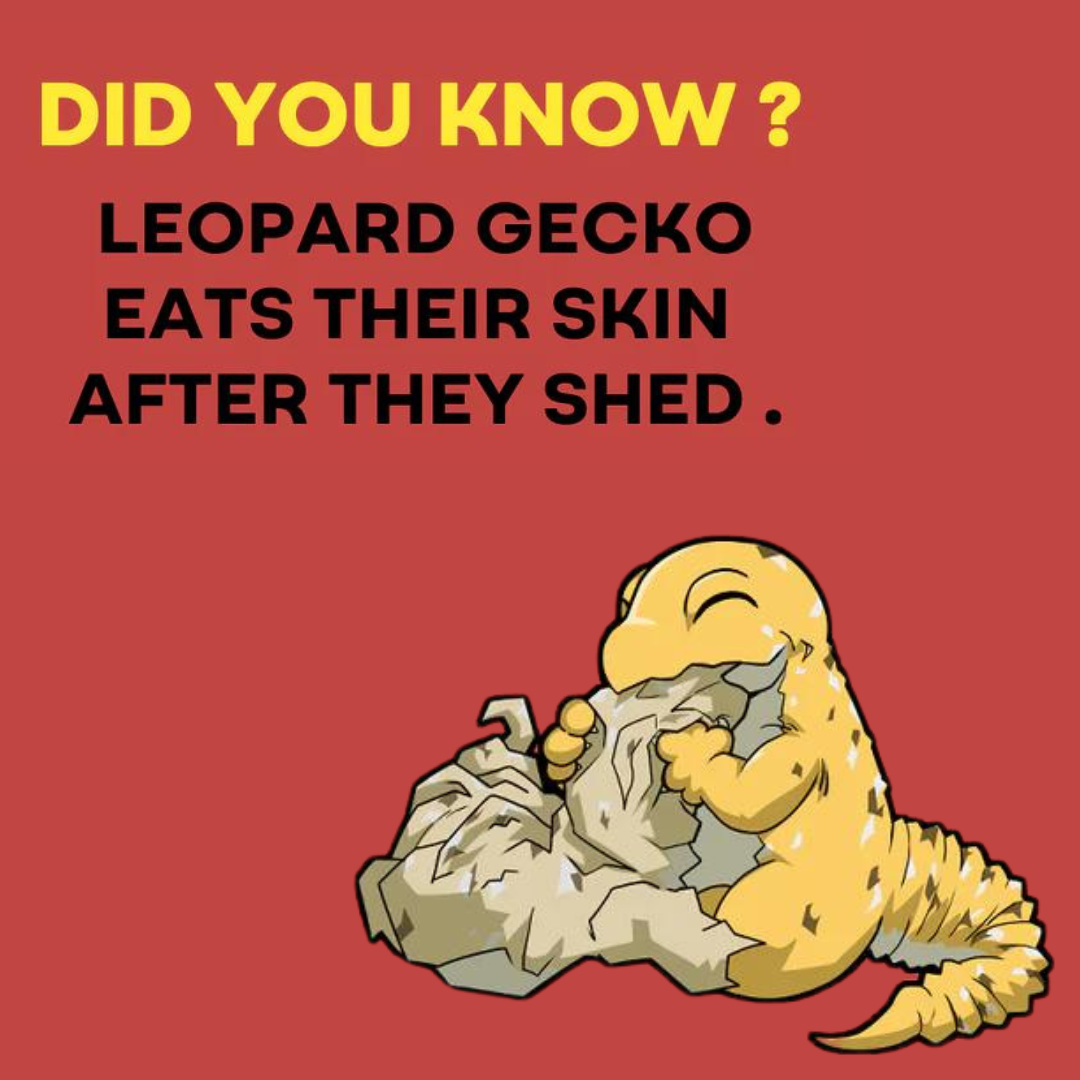 Why do leopard geckos eat their shed skin?