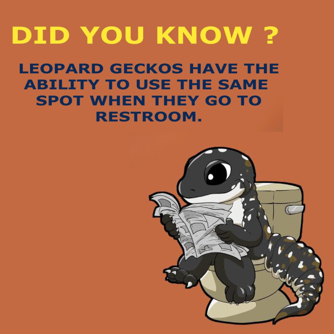Why do leopard geckos POOP IN THE SAME SPOT?
