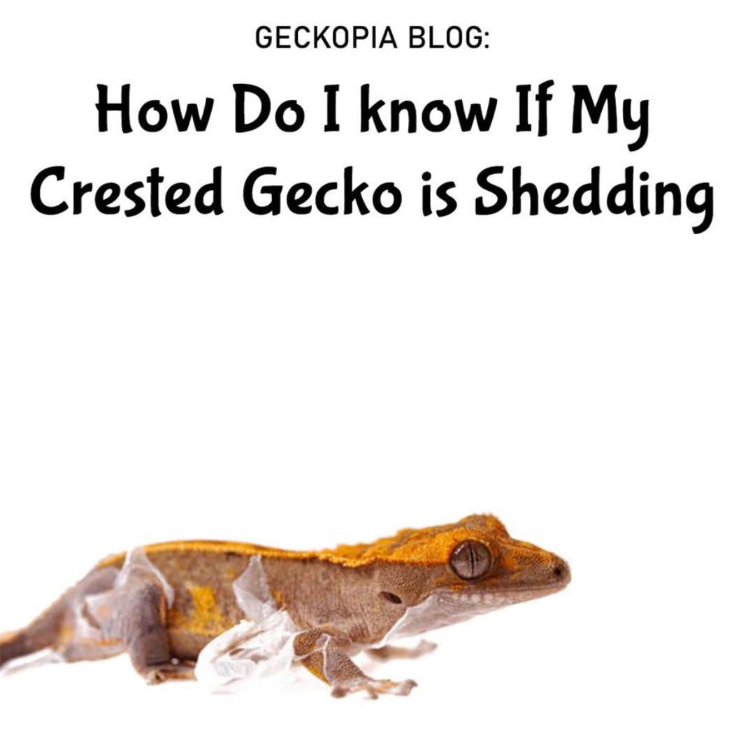 How Do I know If My Crested Gecko is Shedding?