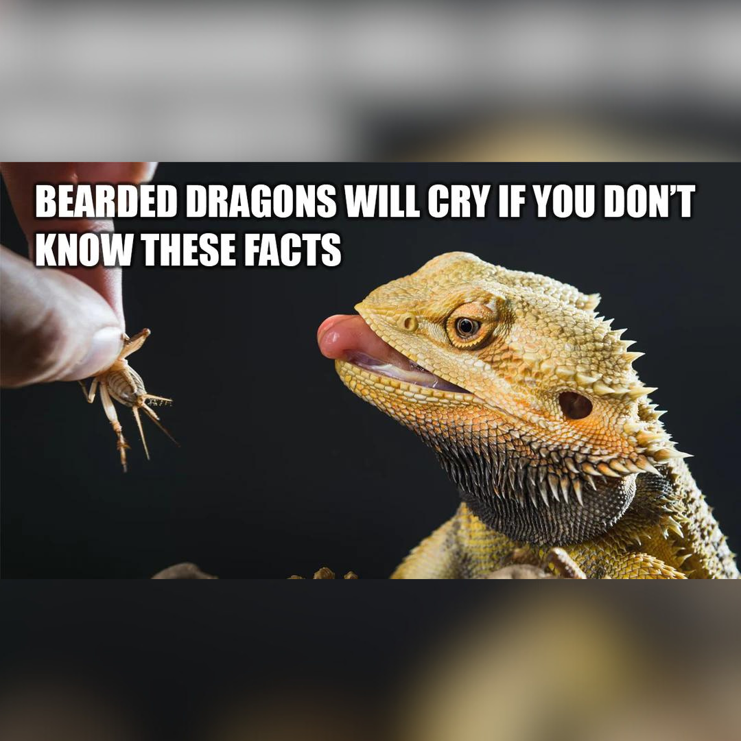 The Ultimate Care Guide for Bearded Dragons