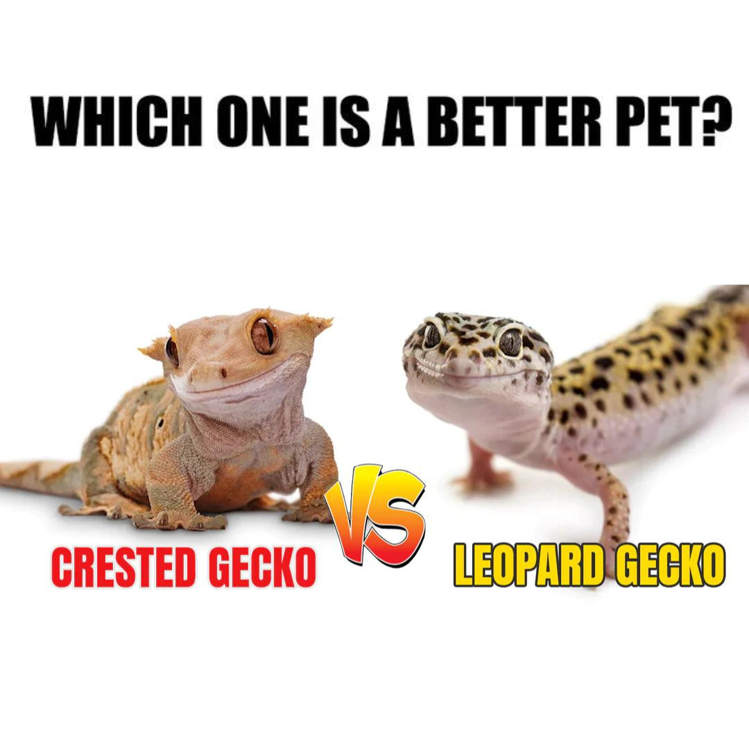 Leopard Gecko vs. Crested Gecko: WHICH PET IS RIGHT FOR YOU?