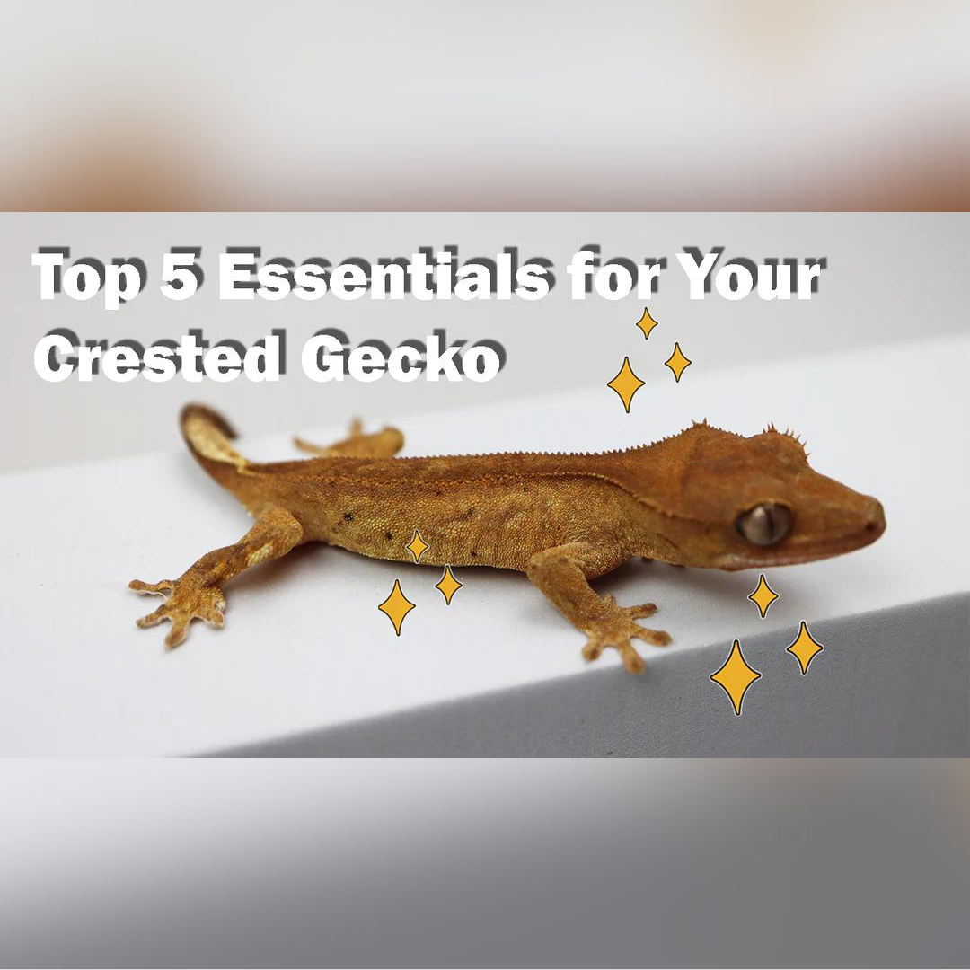 Top 5 Essentials for Your Crested Gecko