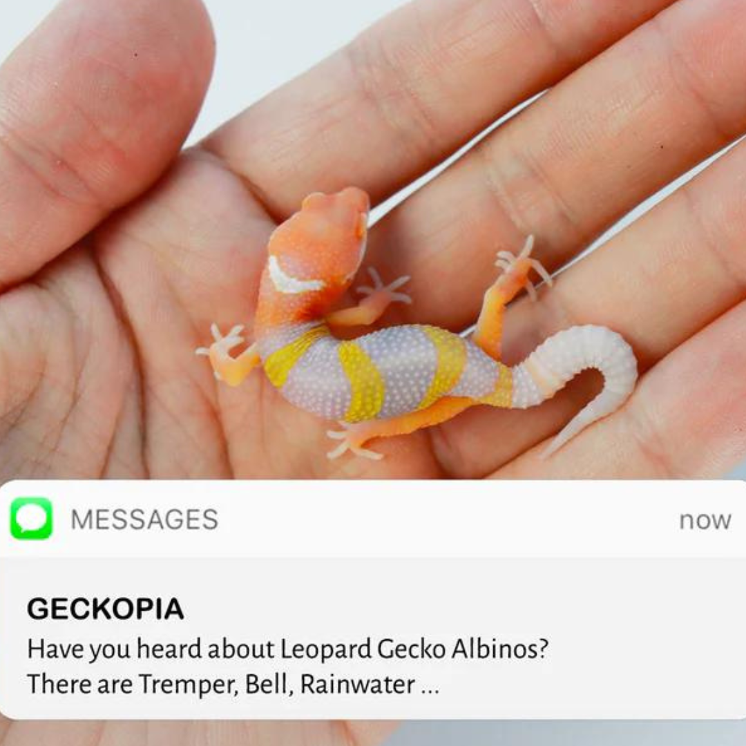 Albino Leopard Gecko 101: What’s the Difference Between Tremper, Bell, and Rainwater?