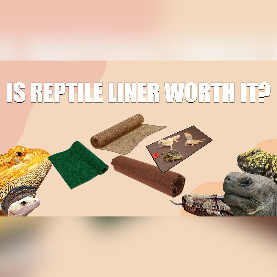 THINGS YOU MUST KNOW BEFORE YOU USE REPTILE LINER