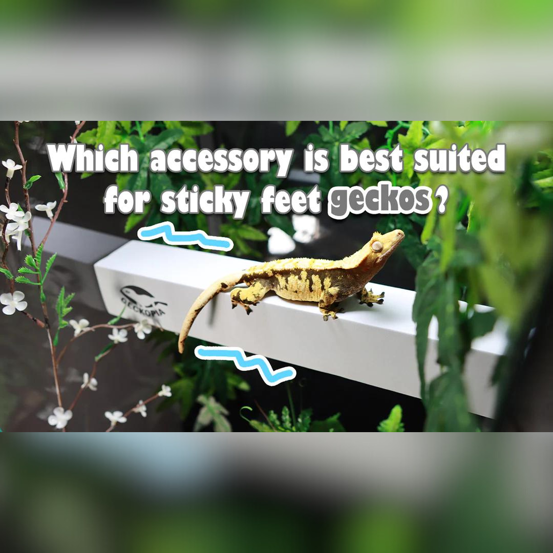 Which accessory is the best suited for sticky feet geckos?