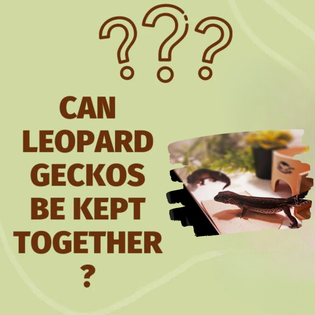 Can Leopard Gecko House Male and Female together?