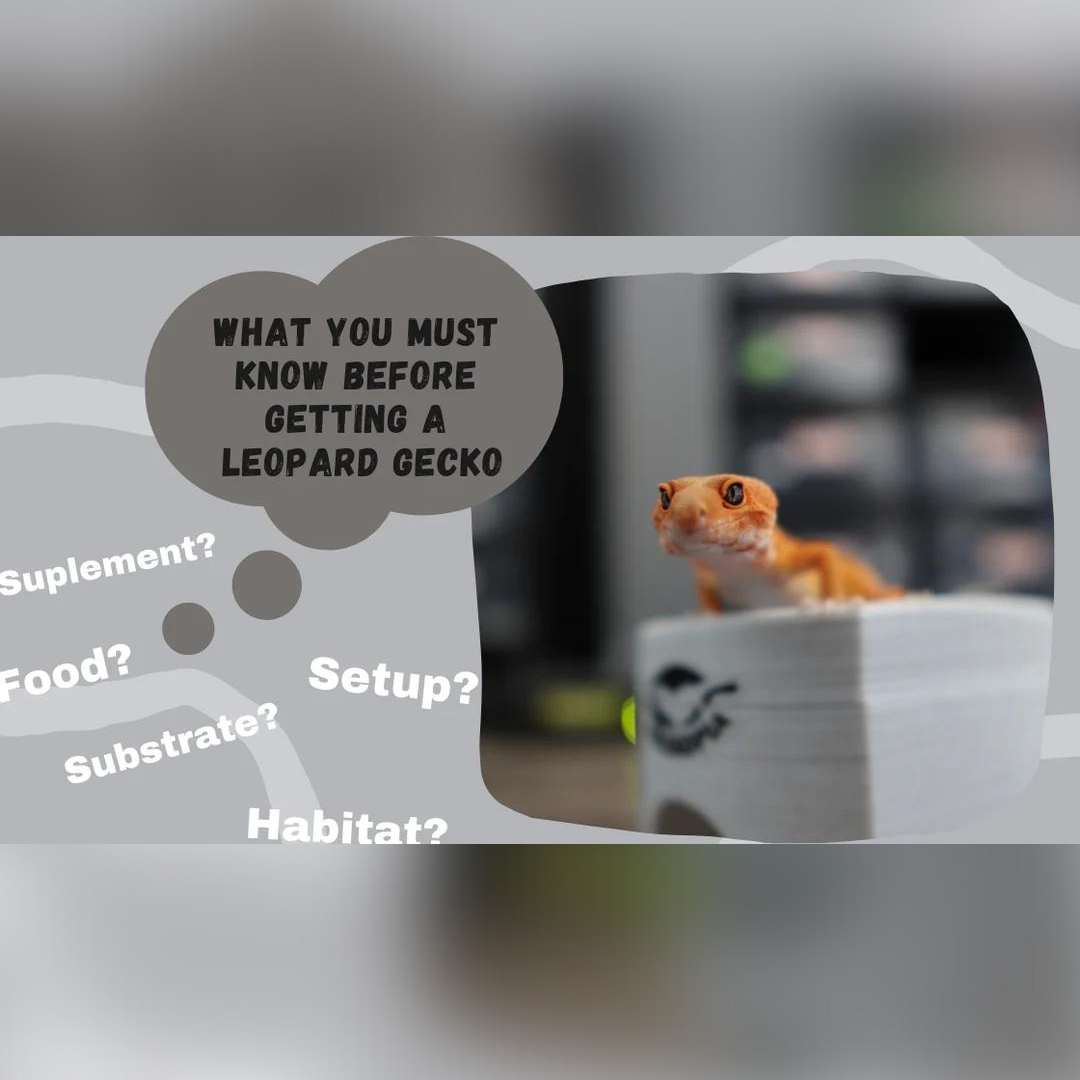 Things You Need to Know Before Getting a Leopard Gecko