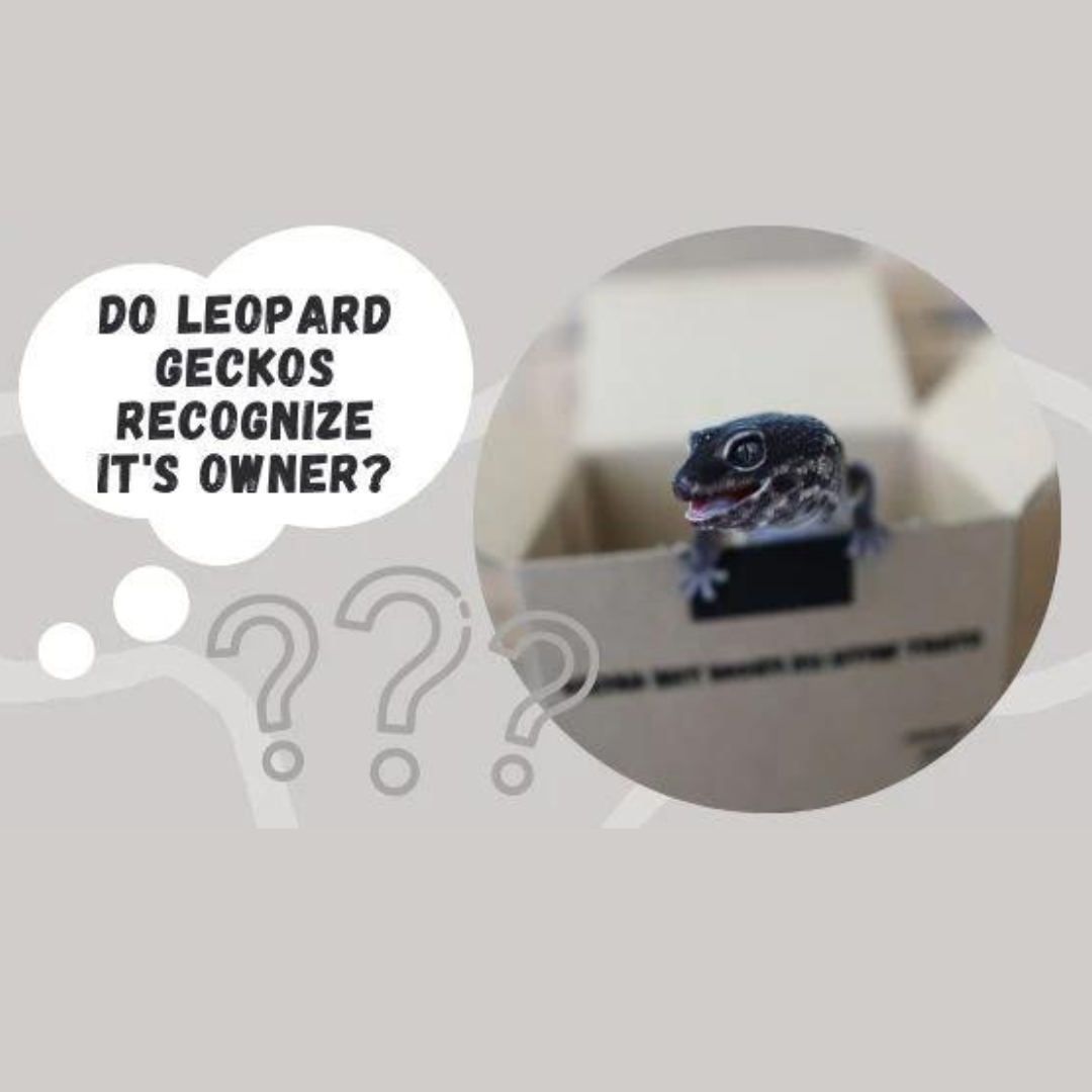 Do Leopard Geckos Recognize its Owner?