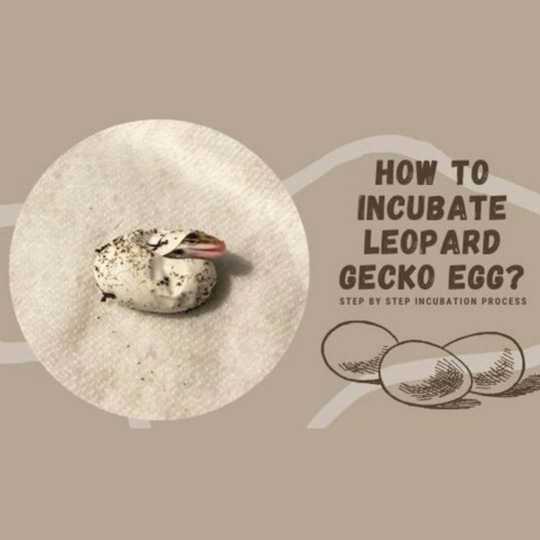 How to Incubate Leopard Gecko Egg?