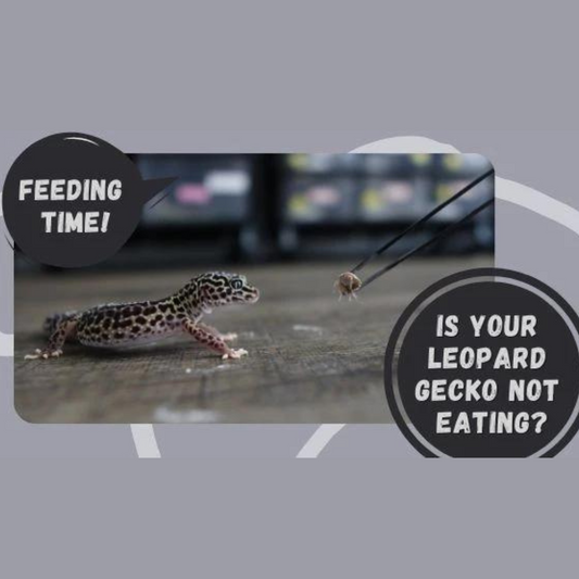 Why Is my Leopard Gecko Not Eating?