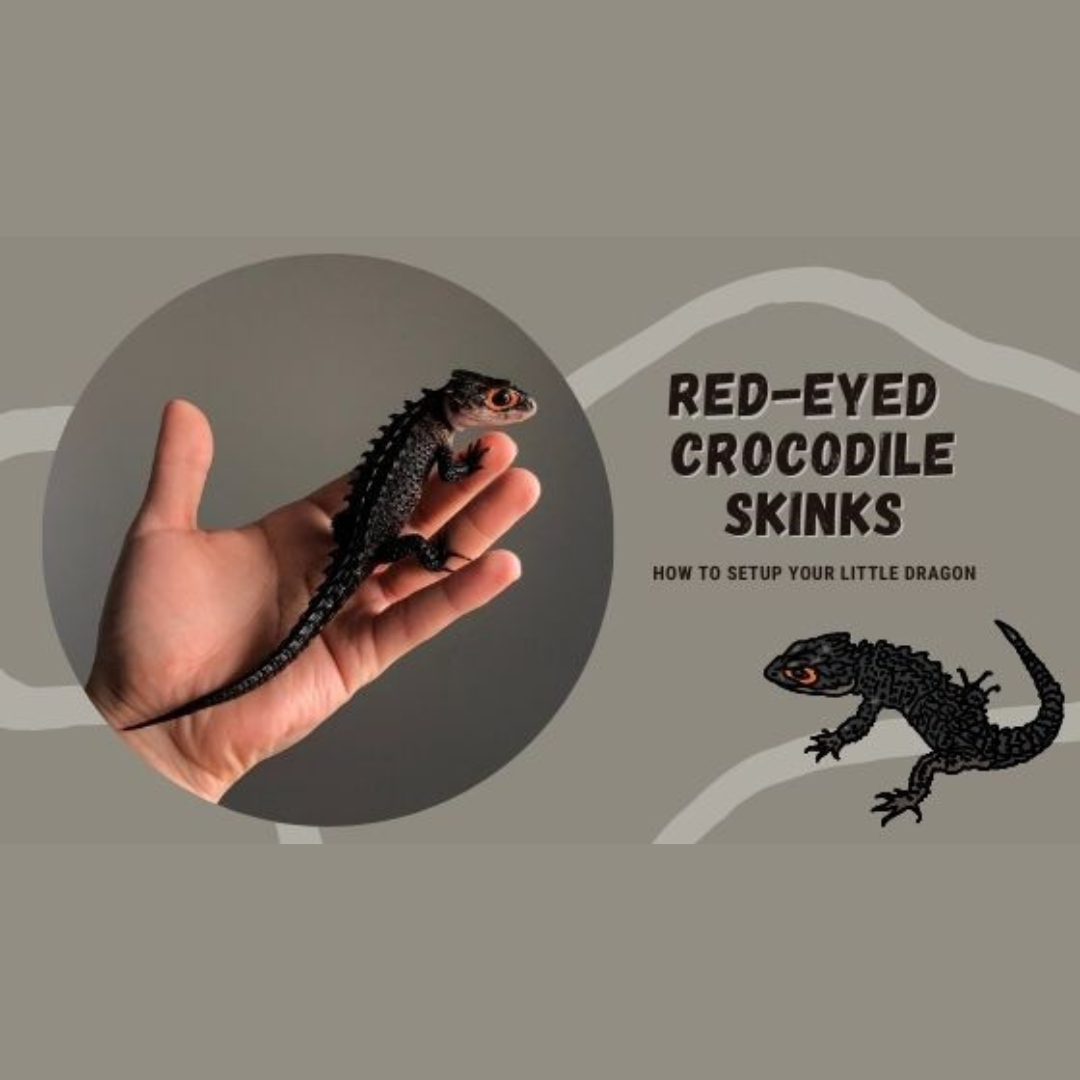 Red Eyed Crocodile Skinks for Beginners