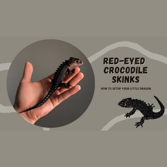Red Eyed Crocodile Skinks for Beginners